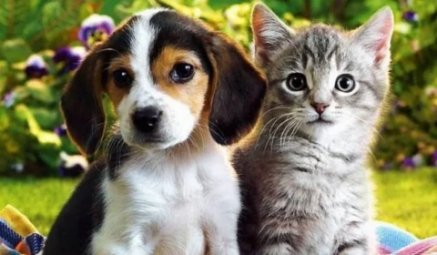 Brasil já consumiu mais de 1 milhão de toneladas de ração para cães e gatos em 2026