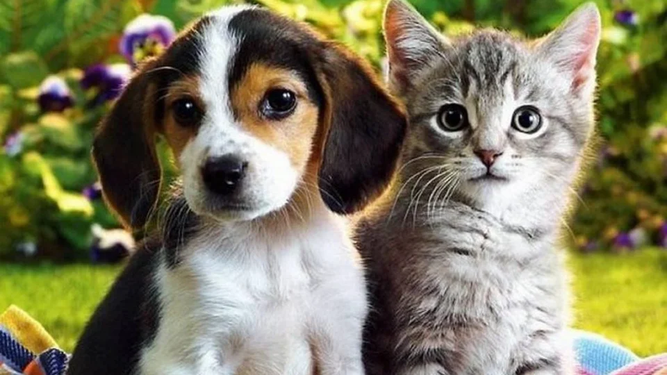 Brasil já consumiu mais de 1 milhão de toneladas de ração para cães e gatos em 2026