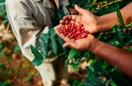 Embrapa abre inscrições para curso nacional sobre café canéfora em outubro