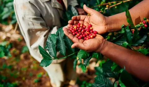 Embrapa abre inscrições para curso nacional sobre café canéfora em outubro