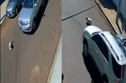 Cachorro é atropelado e morre horas depois em Ribeirão Preto; família diz que motorista não prestou socorro