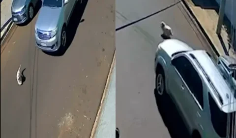 Cachorro é atropelado e morre horas depois em Ribeirão Preto; família diz que motorista não prestou socorro