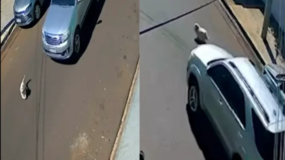 Cachorro é atropelado e morre horas depois em Ribeirão Preto; família diz que motorista não prestou socorro