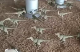 Anúncio de “mini dinossauros” por R$ 500 quase engana morador de Minas Gerais