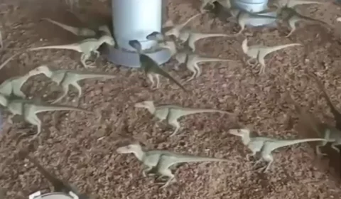 Anúncio de “mini dinossauros” por R$ 500 quase engana morador de Minas Gerais