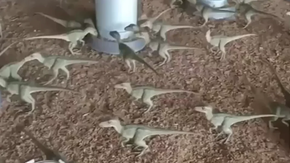 Anúncio de “mini dinossauros” por R$ 500 quase engana morador de Minas Gerais
