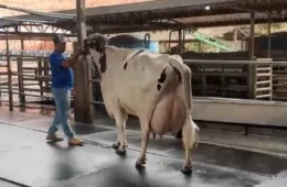 Vaca produz 106 kg de leite em torneio e surpreende criadores em MG
