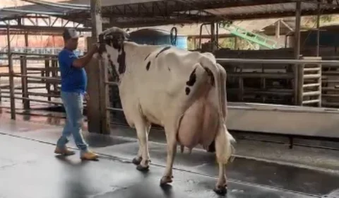 Vaca produz 106 kg de leite em torneio e surpreende criadores em MG