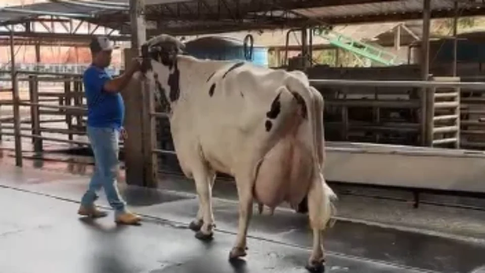 Vaca produz 106 kg de leite em torneio e surpreende criadores em MG