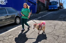 Cabra de estimação vira celebridade nas ruas da Brasilândia