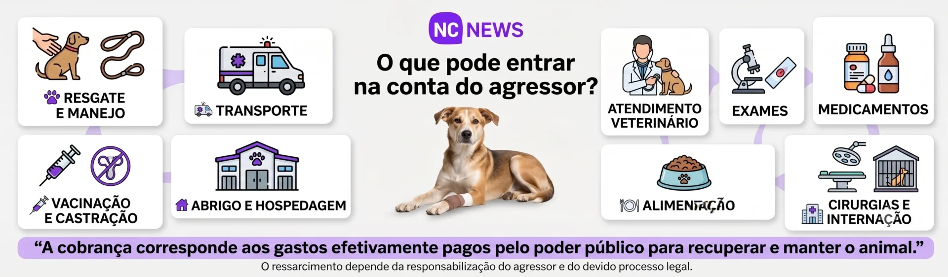 Do resgate ao tratamento: veja quais despesas poderão ser cobradas do agressor de animais caso o projeto aprovado pela Câmara de BH seja sancionado.