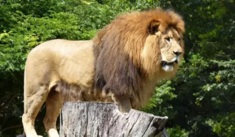 Zoológico de BH terá programação especial sobre leões e elefantes neste domingo