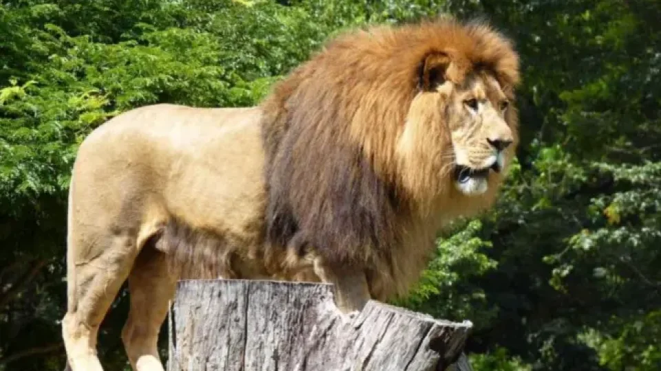 Zoológico de BH terá programação especial sobre leões e elefantes neste domingo