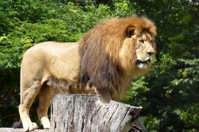 Zoológico de BH terá programação especial sobre leões e elefantes neste domingo