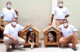 Detentos produzem casinhas para cães e gatos de rua em projeto que une ressocialização e proteção animal