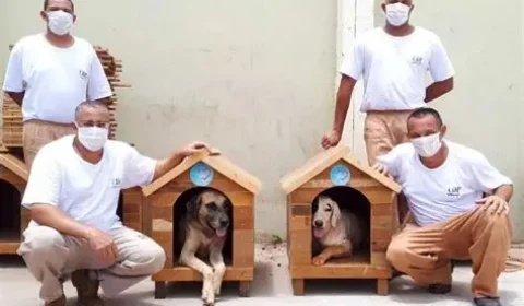 Detentos produzem casinhas para cães e gatos de rua em projeto que une ressocialização e proteção animal