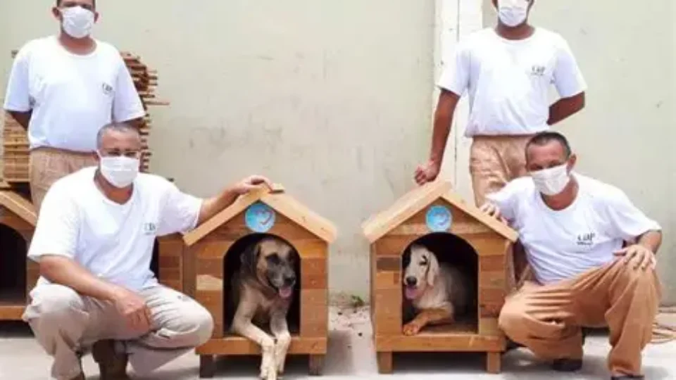 Detentos produzem casinhas para cães e gatos de rua em projeto que une ressocialização e proteção animal
