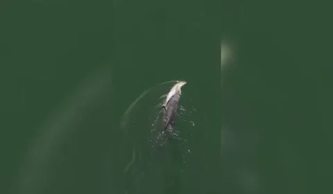 Golfinho emociona pesquisadores ao carregar filhote morto por quase duas semanas na Austrália