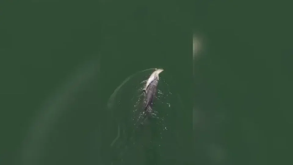 Golfinho emociona pesquisadores ao carregar filhote morto por quase duas semanas na Austrália