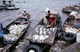 Tambaqui entra na lista de espécies vulneráveis, mas pesca não está proibida