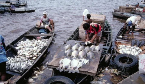 Tambaqui entra na lista de espécies vulneráveis, mas pesca não está proibida