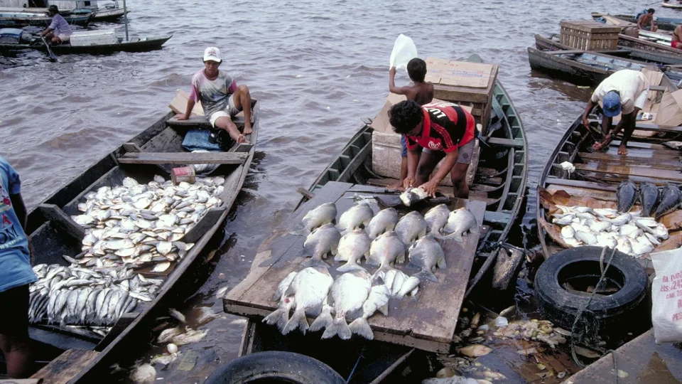 Tambaqui entra na lista de espécies vulneráveis, mas pesca não está proibida
