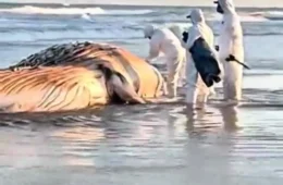Baleia-jubarte é encontrada morta na praia de Praia Grande, no litoral de São Paulo