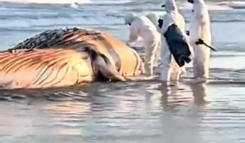 Baleia-jubarte é encontrada morta na praia de Praia Grande, no litoral de São Paulo