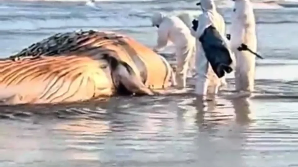 Baleia-jubarte é encontrada morta na praia de Praia Grande, no litoral de São Paulo