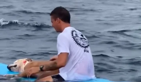 Surfista se despede de cachorro no mar em homenagem que emocionou a internet