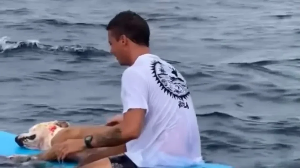 Surfista se despede de cachorro no mar em homenagem que emocionou a internet