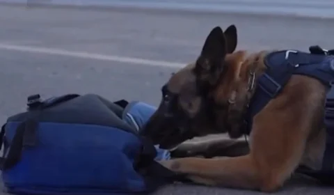 Cão farejador da PRF encontra 20 pistolas e munições escondidas em ônibus