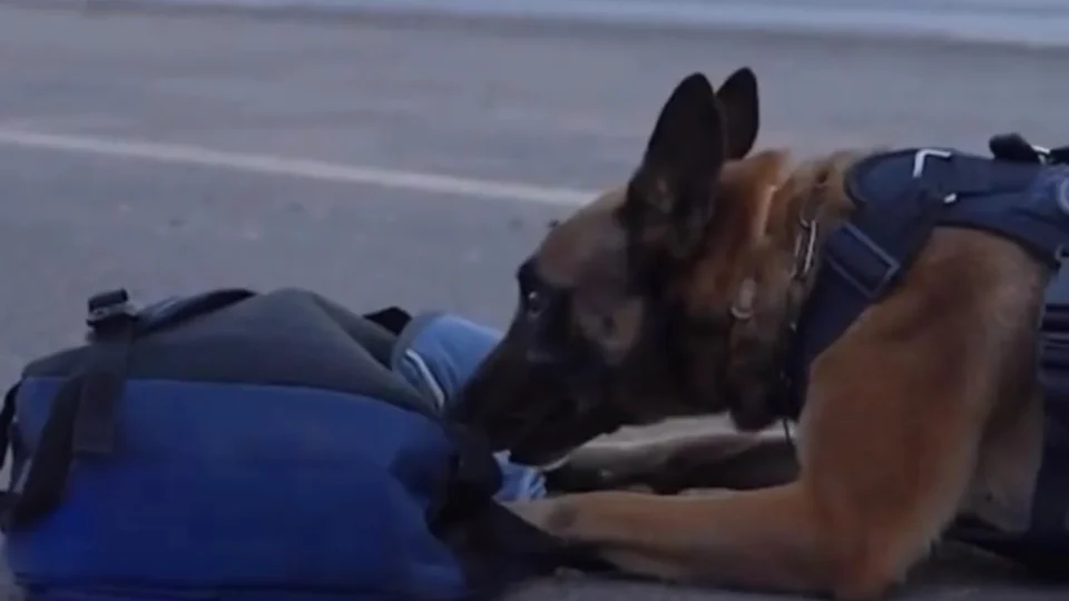 Cão farejador da PRF encontra 20 pistolas e munições escondidas em ônibus