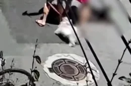 Filhote de golden retriever tem mandíbula quebrada após ataque de cão durante passeio em SP