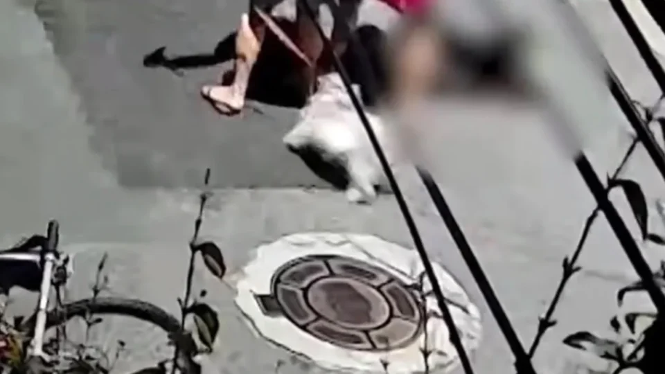 Filhote de golden retriever tem mandíbula quebrada após ataque de cão durante passeio em SP