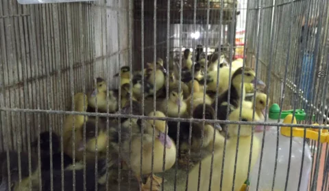 Câmara de BH proíbe venda de animais no Mercado Central e em outros pontos da cidade