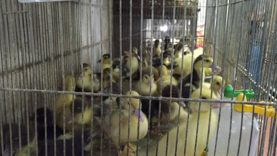 Câmara de BH proíbe venda de animais no Mercado Central e em outros pontos da cidade