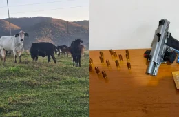 Operação mira suspeitos de furto de gado e apreende arma e animais no interior de MG