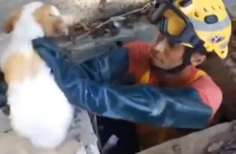 Filhote de cachorro é resgatado após ficar preso em bueiro em Manaus