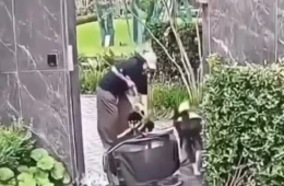 Mulher é criticada após proteger cachorro enquanto filho fica em situação de risco
