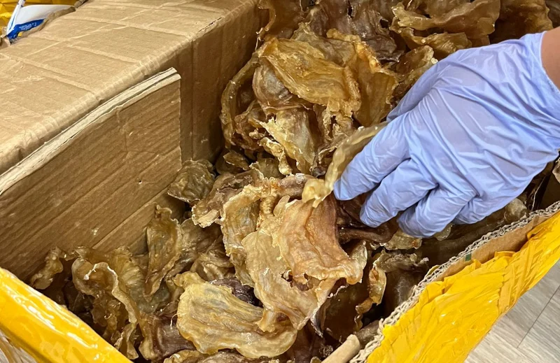 Entre os produtos identificados estão pepinos-do-mar, bexigas natatórias e nadadeiras de tubarão. | Foto: Reprodução