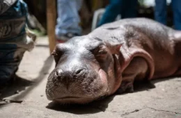 Filhote de hipopótamo descendente dos animais de Pablo Escobar é resgatado sozinho na Colômbia
