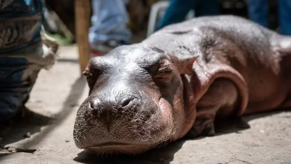 Filhote de hipopótamo descendente dos animais de Pablo Escobar é resgatado sozinho na Colômbia
