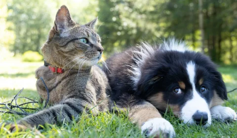 CNH digital pode ser suspensa por abandono de animais com veículo