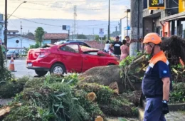 Árvore cai sobre carro com família dentro e cena de desespero comove Santos