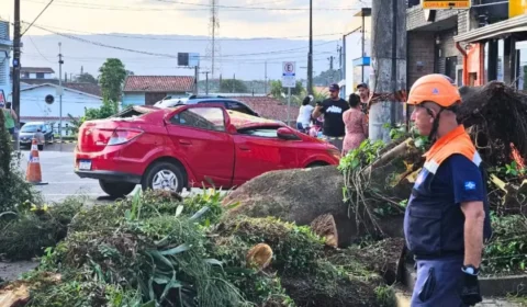 Árvore cai sobre carro com família dentro e cena de desespero comove Santos