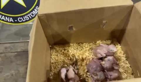 Receita Federal apreende oito filhotes de aves silvestres na Ponte da Amizade