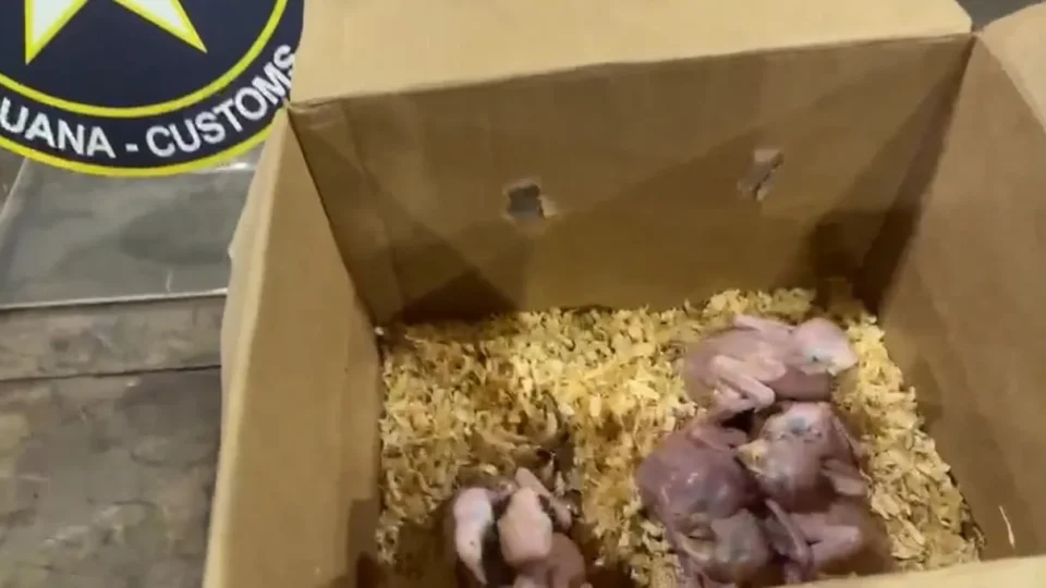 Receita Federal apreende oito filhotes de aves silvestres na Ponte da Amizade
