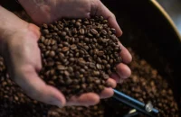 Concurso nacional valoriza qualidade dos cafés Canephora e terá premiação em Rondônia