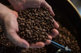 Concurso nacional valoriza qualidade dos cafés Canephora e terá premiação em Rondônia